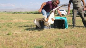Van'da Tedavi Edilen Toy Kuşu Doğaya Salındı