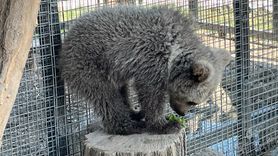 Yavru Boz Ayı Sakarya Hayvanat Bahçesinde Misafir Ediliyor