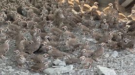 Yozgat’ta Kınalı Keklik Üretimi 216 Bin Ulaştı