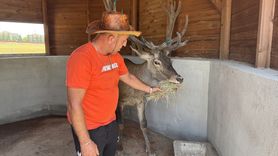 Afyonkarahisar'daki Geyik Trafik Kazalarına Çözüm Olacak