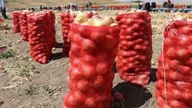Amasya'da Kuru Soğan Hasadı Başladı