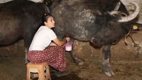 Amasya'da Manda Yetiştiriciliği: Veysel ve Azize Özkan'ın Hikayesi