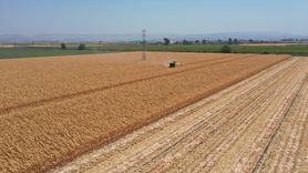 Amik Ovası'nda Mısır Hasadı Başladı