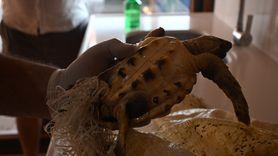 Antalya'da Deniz Kaplumbağası Kurtarıldı