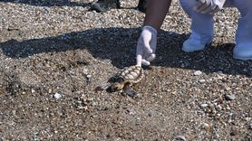 Antalya'da Yaralı Caretta Caretta Yavrusu Tedavi Edilerek Denize Salındı