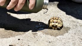 Antalya'daki Orman Yangını Kontrol Altına Alındı