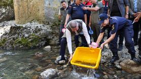 Artvin'de 5 Bin Kırmızı Benekli Alabalık Yavrusu Doğaya Salındı