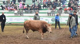 Artvin'de Kafkasör Festivali Coşkusu: Boğa Güreşleri Şampiyonları Belirlendi