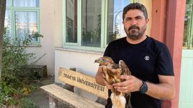 Aşırı Sıcaklar Yaban Hayvanlarını Olumsuz Etkiliyor