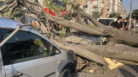 Aydın'da Ağaç Devrilmesi Sonucu İki Araç Hasar Gördü