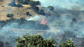 Aydın'da Zeytinlik Yangını: Baba ve Oğul Gözaltına Alındı