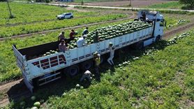 Bafra Ovası'nda Karpuz Hasadı Devam Ediyor