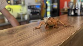 Bahadın'daki Maskot: Ökkeş Iguanası