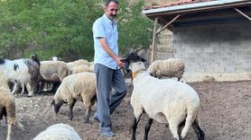Bartın'da Çiftçiden Yenilikçi Koruma Yöntemi: Dron ile Koyunlar Kurtlardan Korundu