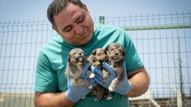Başkentte Yangından Kurtarılan Üç Köpek Yavrusu Koruma Altında
