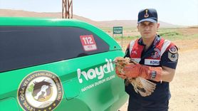 Batman'da Yaralı Şahin Kurtarıldı