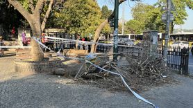 Beşiktaş'ta Ağaç Dalının Düşmesi Sonucu 3 Kişi Yaralandı