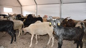 Bilecik'te Yangınların Ardından Çiftçilere Destek