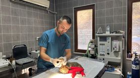 Bilecik'teki Orman Yangınında Yaralanan Kedi Tedavi Altına Alındı