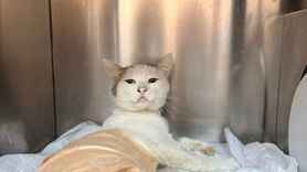 Burdur'da Kedilere Yapılan Zulüm: Havalı Tüfek Saçması Çıkarıldı