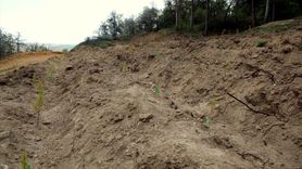 Çankırı Belediyesi'nden Fidan Dikme Projesi