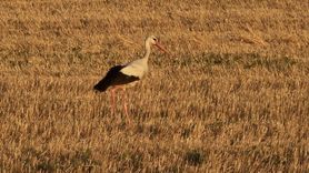 Çankırı'da Leyleklerin Buğday Tarlalarında Beslenme Noktası