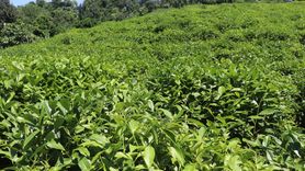 ÇAYKUR'dan Üreticilere Önemli Uyarı