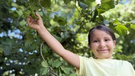 Düzce'de Fındık Hasadı Başlıyor