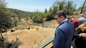 Düzce Kurtsuyu Hayvan Barınağı Genişliyor