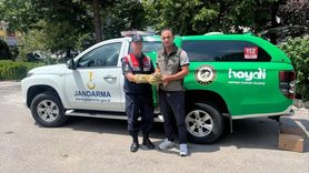 Erzincan'da Yaralı Baykuş Yavrusu Tedavi Edildi