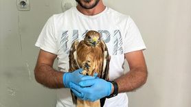 Erzurum'da Yaralı Şahin Doğaya Kavuşturuldu