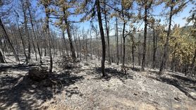 Eskişehir Orman Yangınında Kahramanlık Öyküsü