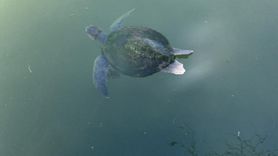 Fethiye'de Caretta Caretta Kurtarıldı