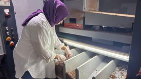 Giresunlu Girişimci Aysun Gündoğdu'nun Fındık İşleme Tesisi