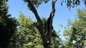 Kocaeli'de Ağaç Dalı Faciası: 1 Ölü, 2 Yaralı