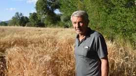 Havza'da Buğday Hasadı Beklentisi: 90 Bin Ton Rekolte