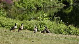 Hollanda'nın Arnhem Kenti'ndeki Park Sonsbeek: 126 Yıllık Doğa Cenneti