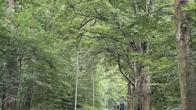 Hollanda'nın Doğal Ağaç Tünelleri