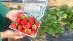 Isparta'nın Yaylalarında Çilek Hasadı Başladı