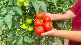 Isparta Yaylalarında Domates Hasadı Başladı