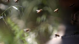 İzmir'deki Arı Havası Terapisi ile Sağlığınıza Doğal Destek