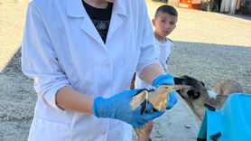 Karabük'te Nesli Tehlike Altındaki Bir Bayağı Balaban Yaralı Olarak Bulundu