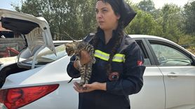 Karabük'teki Orman Yangınında Yaralı Kediye Hayvanseverler Sahip Çıktı