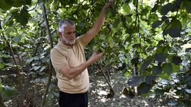 Karadeniz Fındık Üreticileri Hasat İçin Hazırlanıyor