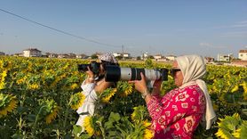 Karaman'ın Sarı Rüyası: Ayçiçeği Tarlaları