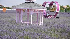 Karatay Lavanta Bahçesi'nde Yeni Sezon Coşkusu