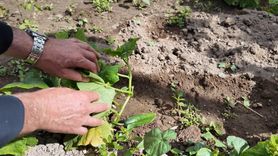 Kayseri'de Huzurevi Sakinleri Hobi Bahçelerinde Zaman Geçiriyor