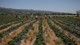 Kazdağları'ndan Yenice'ye Çilek: Aileler için Bir Geçim Kaynağı