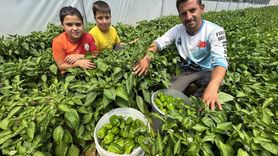 Keban Biberi: Elazığ'ın Değerli Tohumu Seralarda Yetiştiriliyor