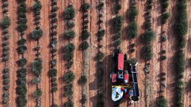 Kıraç Arazilerde Lavanta Üretimi: Ekonomiyi Canlandıran Uygulama